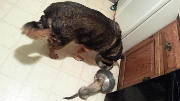 Illustration de l'article : Les chiens et les furets peuvent &ecirc;tre d'excellents amis. La preuve avec ces 18 photos