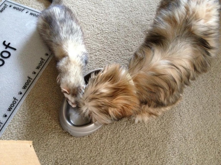 Illustration de l'article : Les chiens et les furets peuvent &ecirc;tre d'excellents amis. La preuve avec ces 18 photos