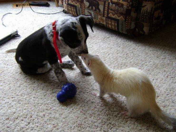 Illustration de l'article : Les chiens et les furets peuvent &ecirc;tre d'excellents amis. La preuve avec ces 18 photos