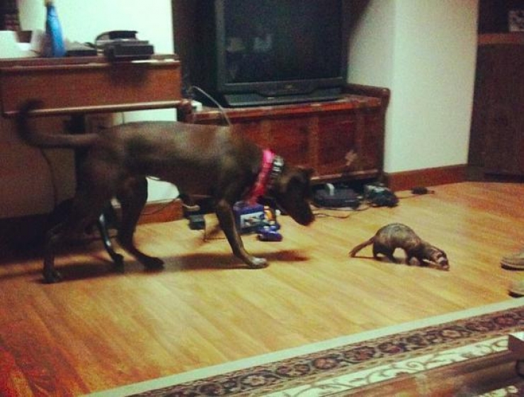 Illustration de l'article : Les chiens et les furets peuvent &ecirc;tre d'excellents amis. La preuve avec ces 18 photos