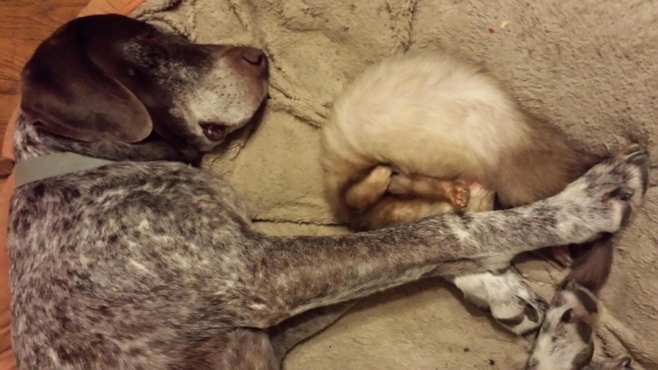 Illustration de l'article : Les chiens et les furets peuvent &ecirc;tre d'excellents amis. La preuve avec ces 18 photos