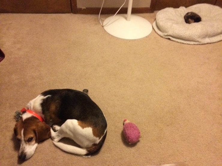 Illustration de l'article : Les chiens et les furets peuvent &ecirc;tre d'excellents amis. La preuve avec ces 18 photos