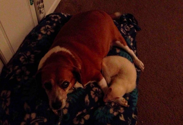 Illustration de l'article : Les chiens et les furets peuvent &ecirc;tre d'excellents amis. La preuve avec ces 18 photos