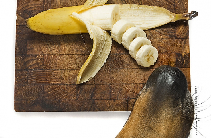 Illustration de l'article : Les amusantes photos d'une chienne qui n'arrête pas de piquer de la nourriture