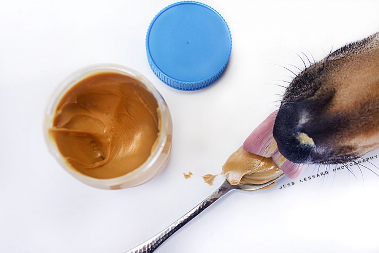 Illustration de l'article : Les amusantes photos d'une chienne qui n'arrête pas de piquer de la nourriture