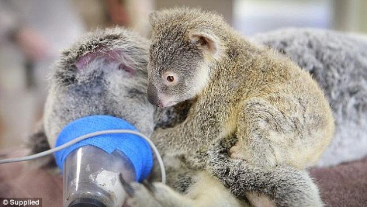 Illustration de l'article : Les photos touchantes d'un petit koala qui s'accroche &agrave; sa m&egrave;re pendant qu'elle est op&eacute;r&eacute;e