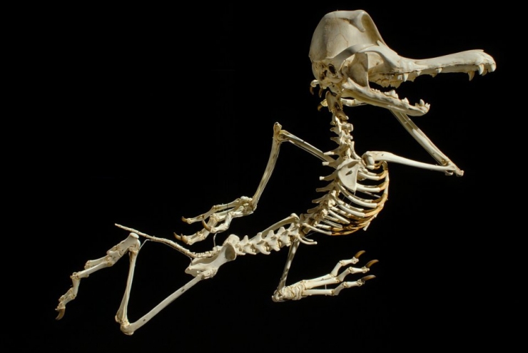 Illustration de l'article : Les squelettes de personnages de dessins anim&eacute;s tels que les imagine Hyungkoo Lee (8 photos)