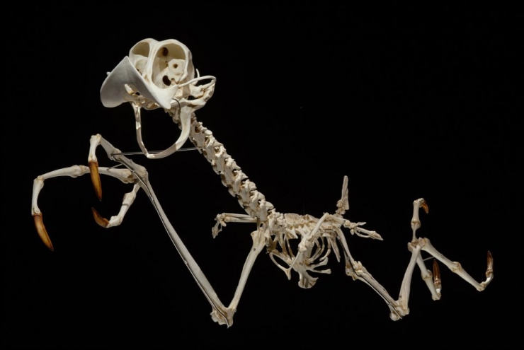 Illustration de l'article : Les squelettes de personnages de dessins anim&eacute;s tels que les imagine Hyungkoo Lee (8 photos)