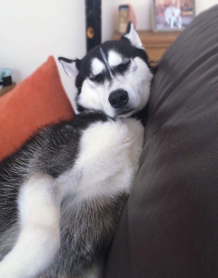 Хаски так хочешь моей. Хаски окд. Дрессированные хаски. Хаски собака ожидание и реальность. Хаски так хочешь моей.