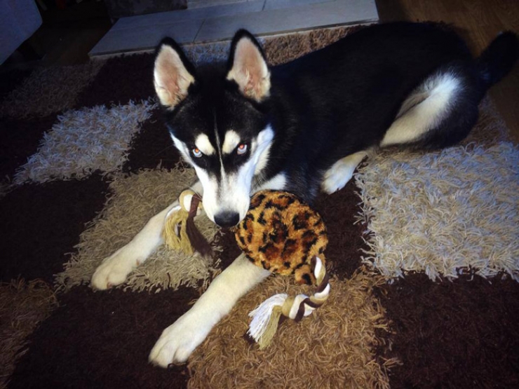 Illustration de l'article : La dr&ocirc;le de t&ecirc;te que fait ce husky quand il comprend que sa ma&icirc;tresse a feint de lui lancer la balle