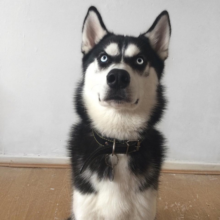 Illustration de l'article : La drôle de tête que fait ce husky quand il comprend que sa maîtresse a feint de lui lancer la balle