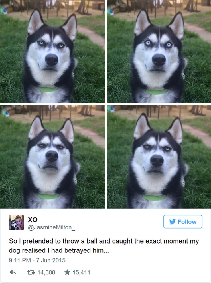 Illustration de l'article : La drôle de tête que fait ce husky quand il comprend que sa maîtresse a feint de lui lancer la balle