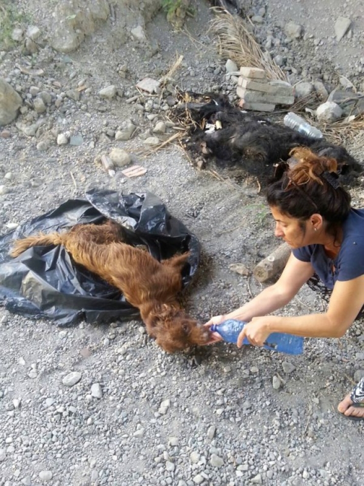 Illustration de l'article : Elles tombent sur des sacs &agrave; ordure pr&egrave;s d'une rivi&egrave;re et y d&eacute;couvrent un pauvre chien...