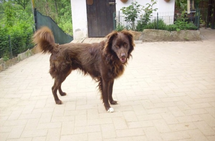 Illustration de l'article : Elles tombent sur des sacs &agrave; ordure pr&egrave;s d'une rivi&egrave;re et y d&eacute;couvrent un pauvre chien...