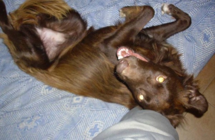 Illustration de l'article : Elles tombent sur des sacs &agrave; ordure pr&egrave;s d'une rivi&egrave;re et y d&eacute;couvrent un pauvre chien...