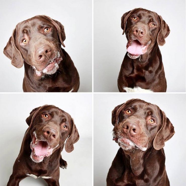 Illustration de l'article : Ce refuge place des chiens dans une cabine photo pour favoriser leur adoption !