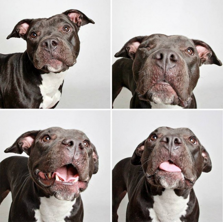 Illustration de l'article : Ce refuge place des chiens dans une cabine photo pour favoriser leur adoption !