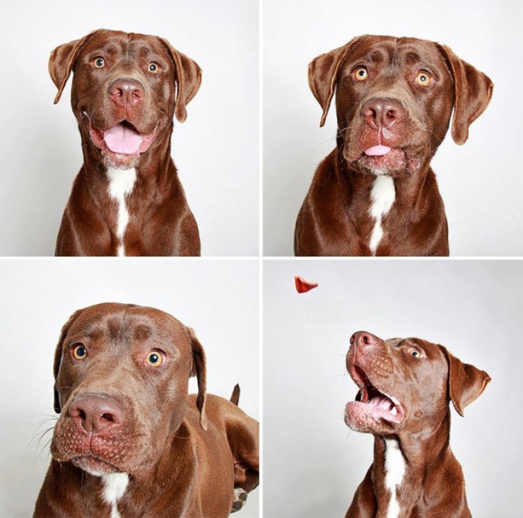 Illustration de l'article : Ce refuge place des chiens dans une cabine photo pour favoriser leur adoption !