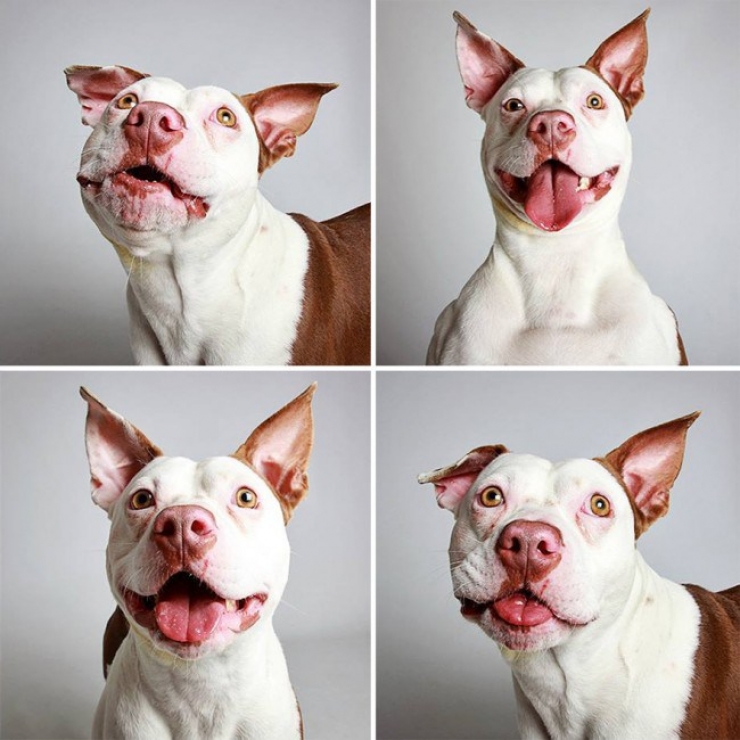 Illustration de l'article : Ce refuge place des chiens dans une cabine photo pour favoriser leur adoption !