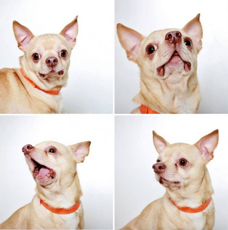 Illustration de l'article : Ce refuge place des chiens dans une cabine photo pour favoriser leur adoption !