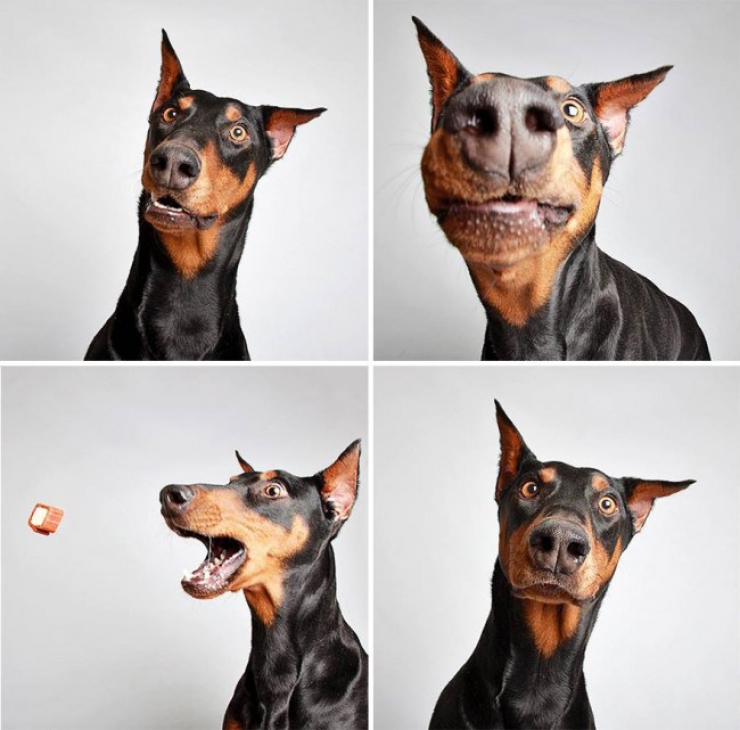 Illustration de l'article : Ce refuge place des chiens dans une cabine photo pour favoriser leur adoption !