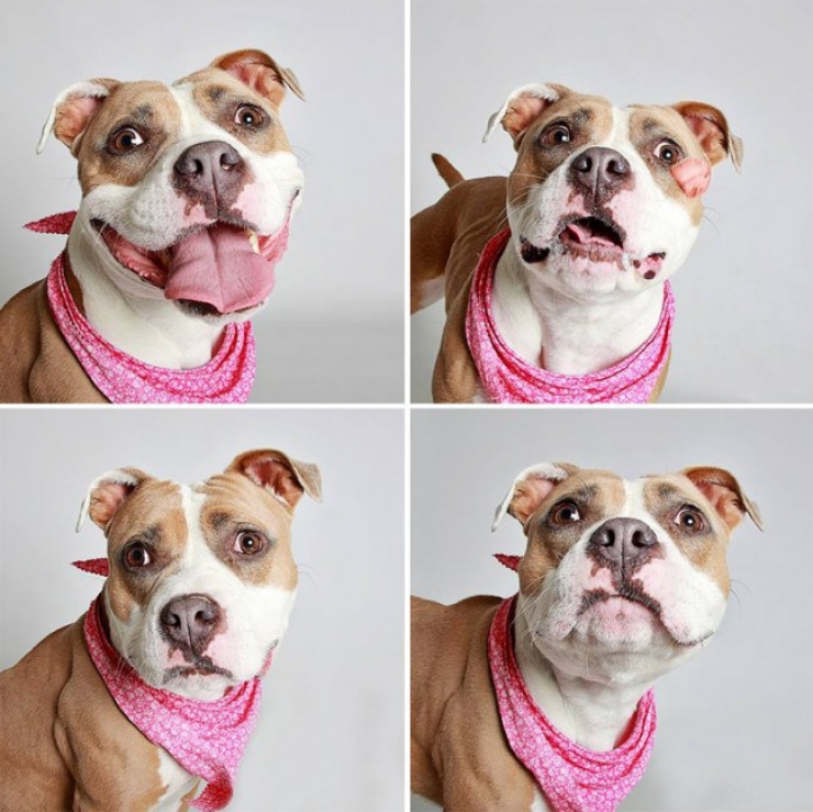 Illustration de l'article : Ce refuge place des chiens dans une cabine photo pour favoriser leur adoption !