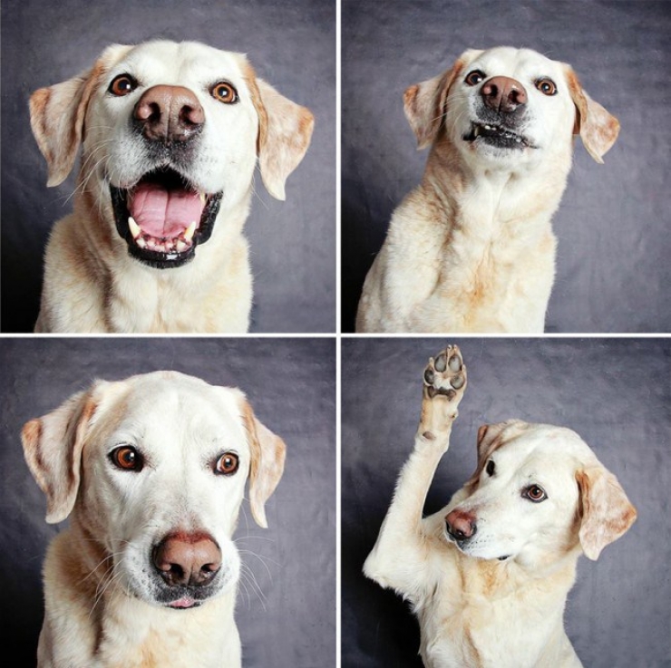 Illustration de l'article : Ce refuge place des chiens dans une cabine photo pour favoriser leur adoption !