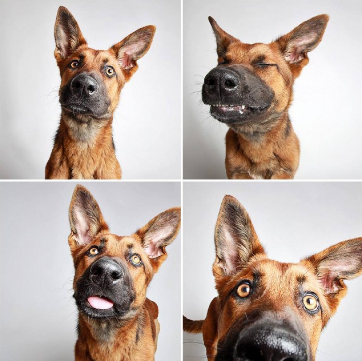 Illustration de l'article : Ce refuge place des chiens dans une cabine photo pour favoriser leur adoption !