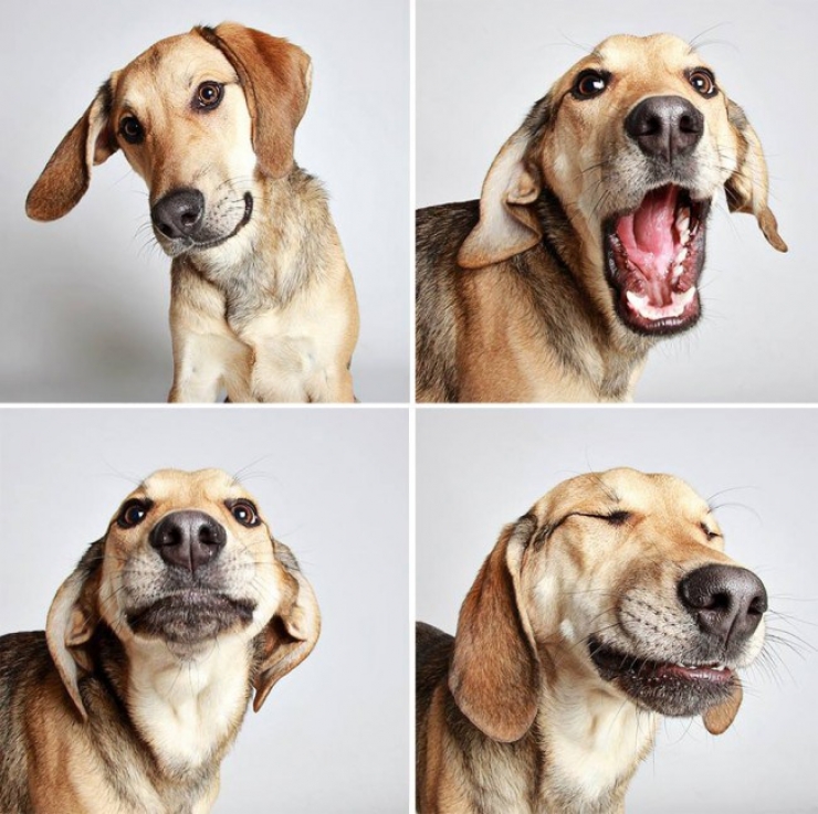 Illustration de l'article : Ce refuge place des chiens dans une cabine photo pour favoriser leur adoption !