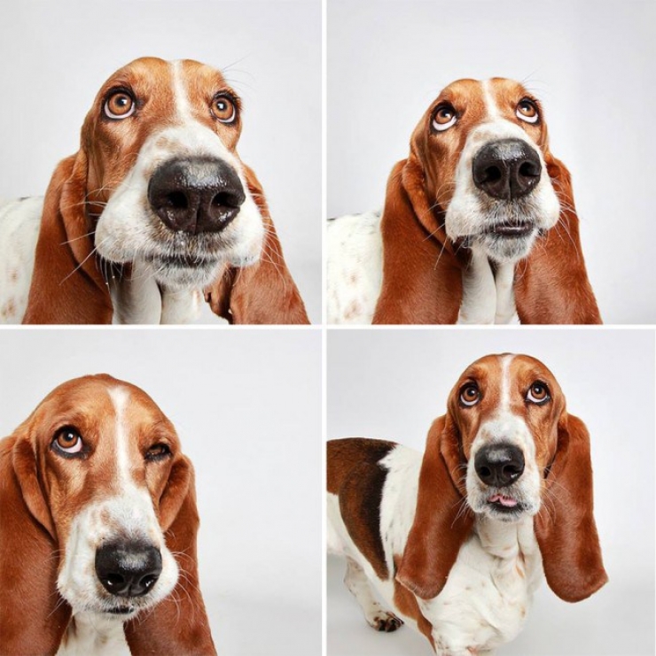 Illustration de l'article : Ce refuge place des chiens dans une cabine photo pour favoriser leur adoption !