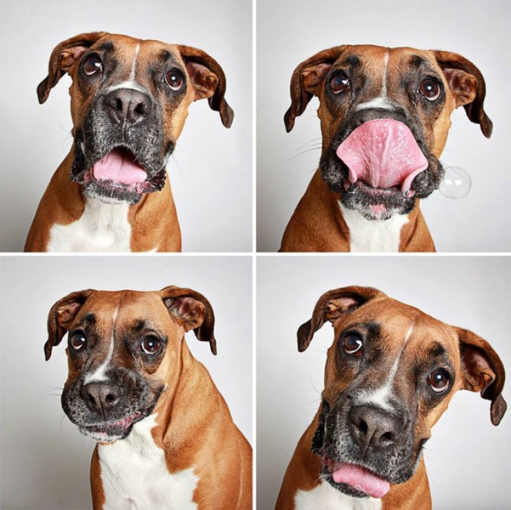 Illustration de l'article : Ce refuge place des chiens dans une cabine photo pour favoriser leur adoption !