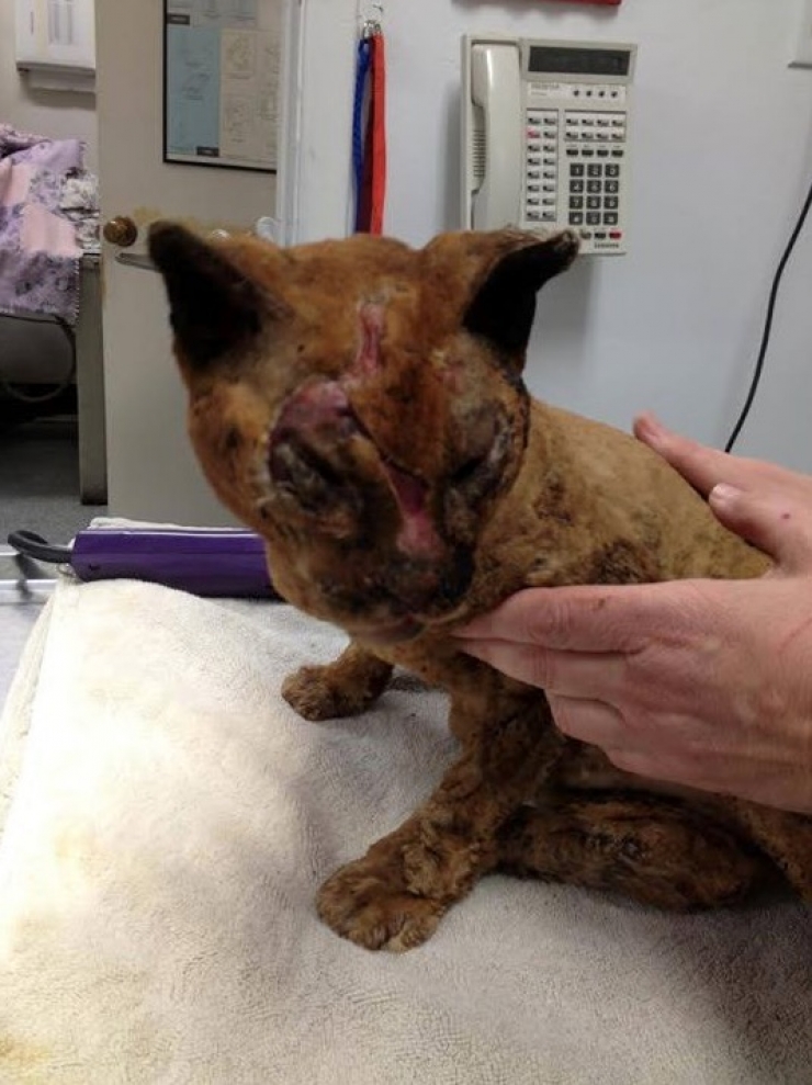 Illustration de l'article : Le pauvre Russell a &eacute;t&eacute; gravement br&ucirc;l&eacute; mais sa gu&eacute;rison fait plaisir &agrave; voir !