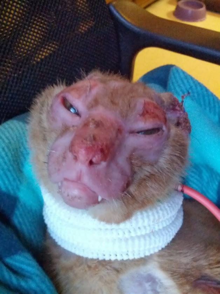 Illustration de l'article : Le pauvre Russell a &eacute;t&eacute; gravement br&ucirc;l&eacute; mais sa gu&eacute;rison fait plaisir &agrave; voir !