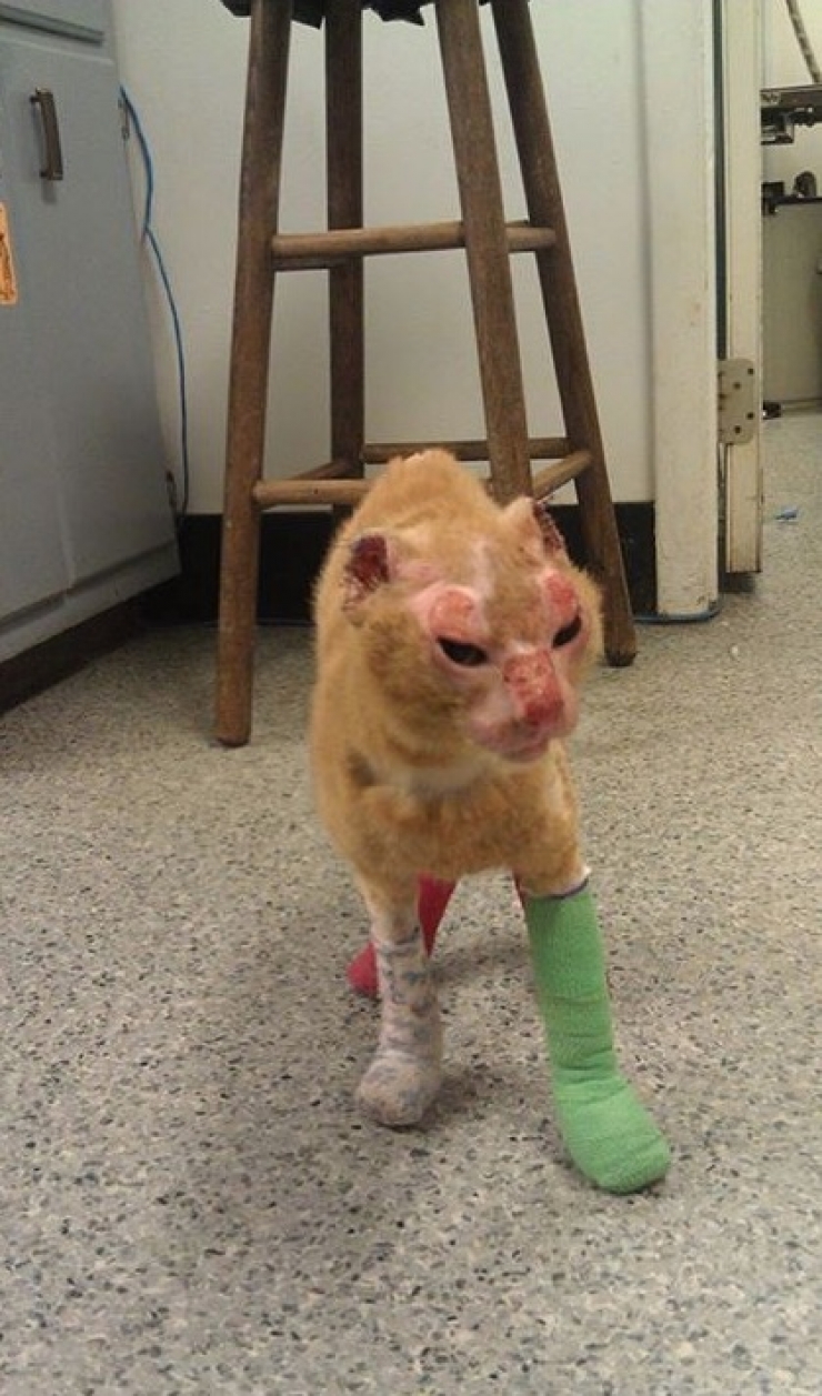 Illustration de l'article : Le pauvre Russell a &eacute;t&eacute; gravement br&ucirc;l&eacute; mais sa gu&eacute;rison fait plaisir &agrave; voir !