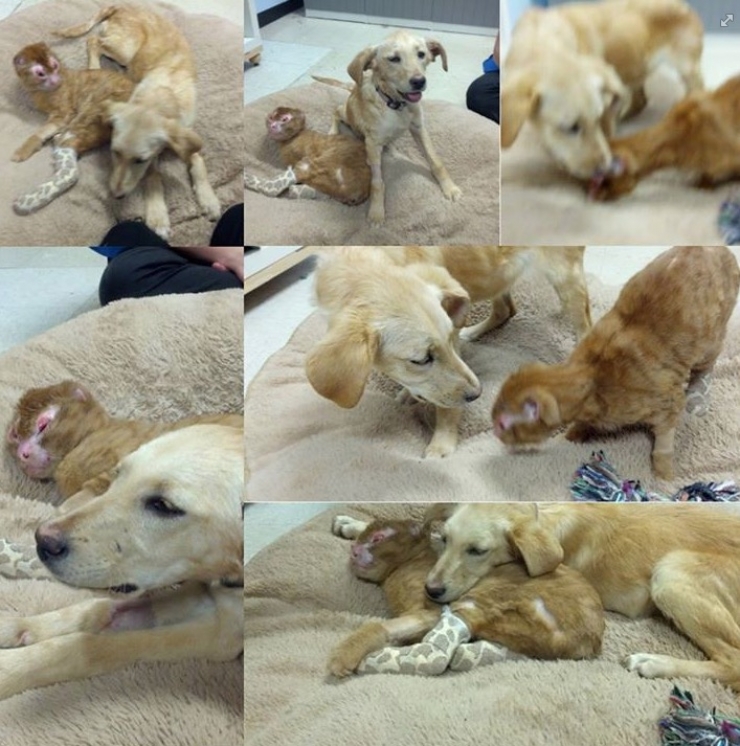 Illustration de l'article : Le pauvre Russell a &eacute;t&eacute; gravement br&ucirc;l&eacute; mais sa gu&eacute;rison fait plaisir &agrave; voir !