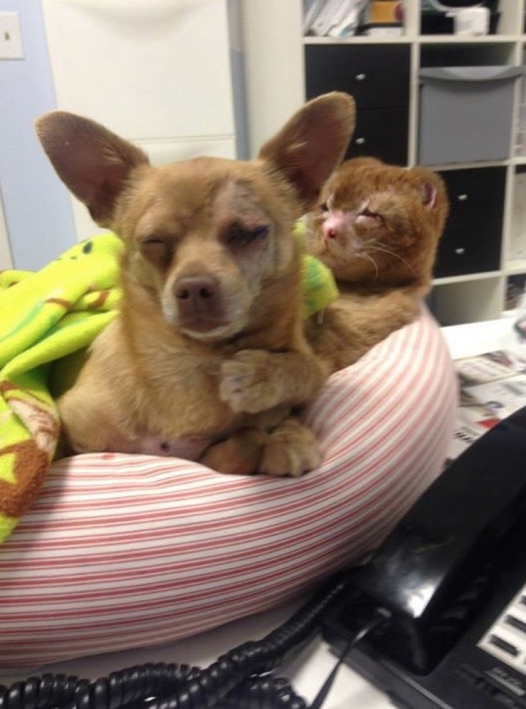 Illustration de l'article : Le pauvre Russell a &eacute;t&eacute; gravement br&ucirc;l&eacute; mais sa gu&eacute;rison fait plaisir &agrave; voir !