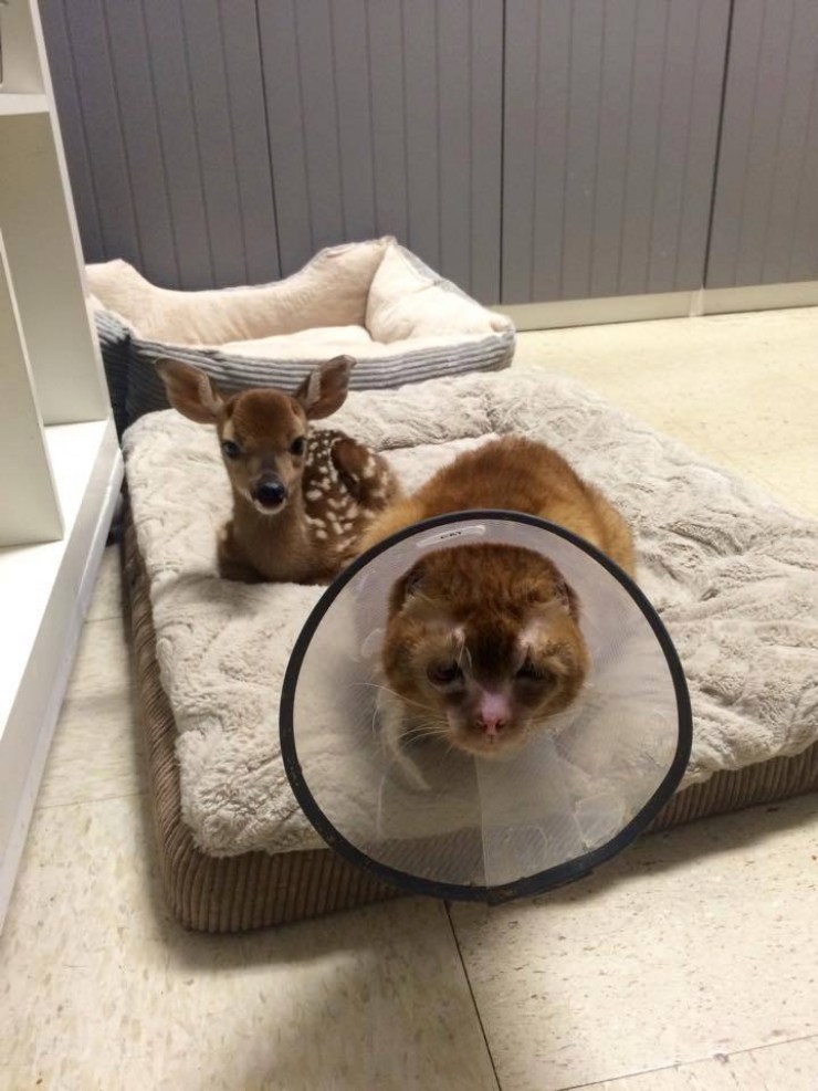 Котенок сфинкс в руках. Джек рассел и шотландский кот. Забота животные. Забота котики. Кот рассел.