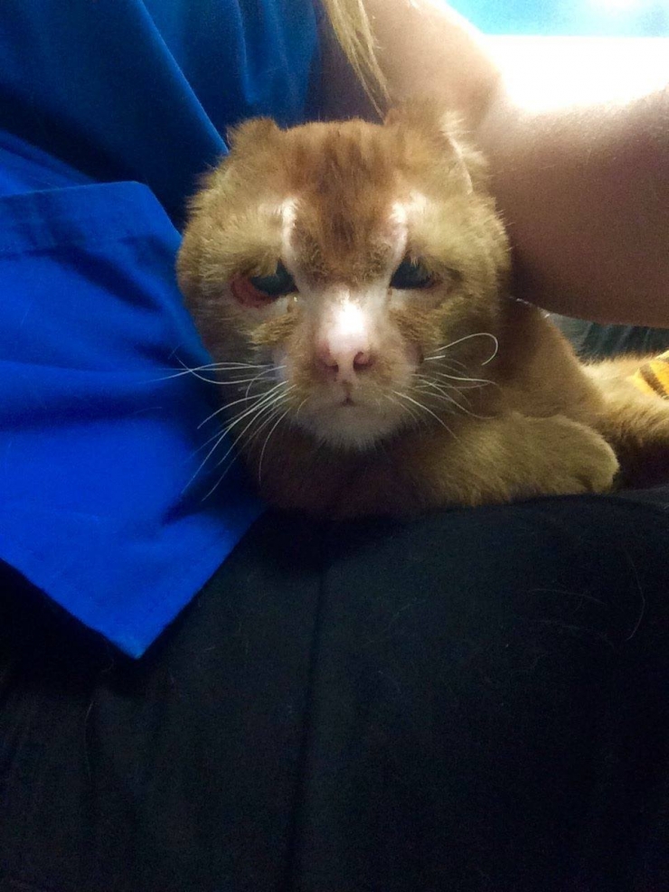 Illustration de l'article : Le pauvre Russell a &eacute;t&eacute; gravement br&ucirc;l&eacute; mais sa gu&eacute;rison fait plaisir &agrave; voir !