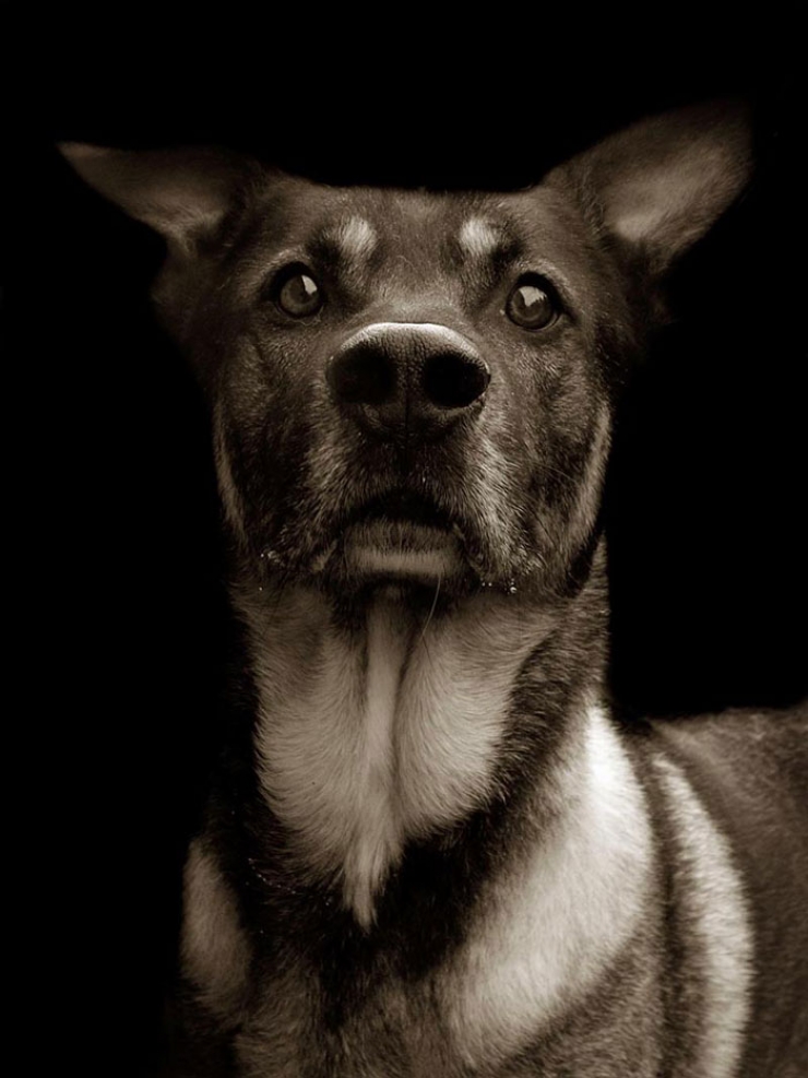 Illustration de l'article : De magnifiques portraits de chiens attendant d'être adoptés