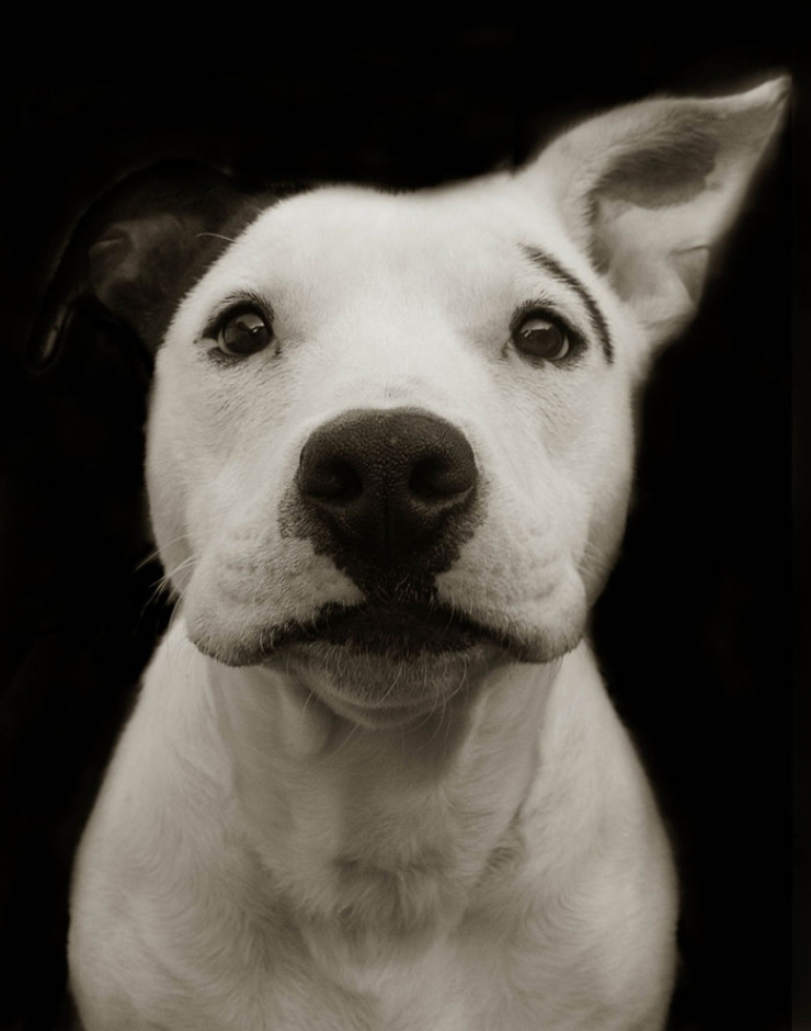 Illustration de l'article : De magnifiques portraits de chiens attendant d'être adoptés