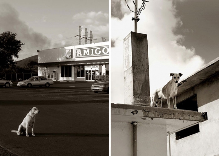 Illustration de l'article : De magnifiques portraits de chiens attendant d'être adoptés