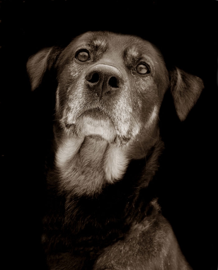 Illustration de l'article : De magnifiques portraits de chiens attendant d'être adoptés