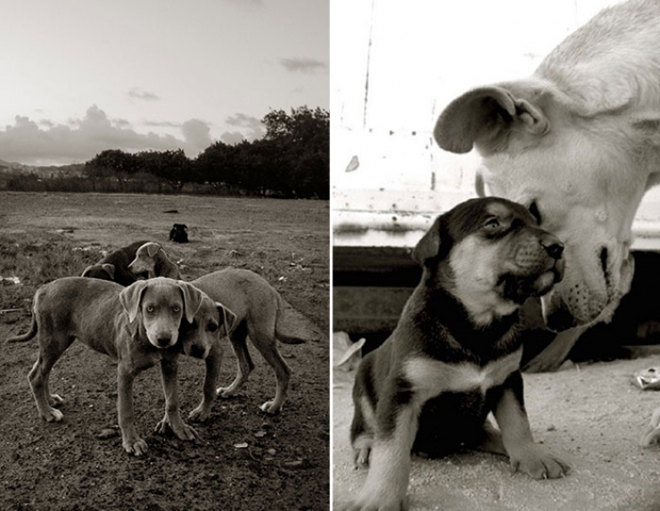 Illustration de l'article : De magnifiques portraits de chiens attendant d'être adoptés