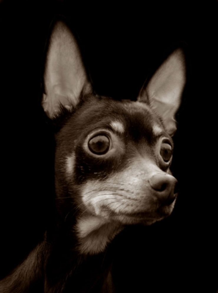 Illustration de l'article : De magnifiques portraits de chiens attendant d'être adoptés