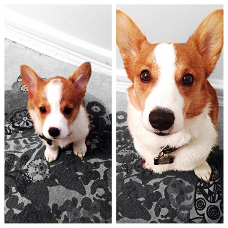 Illustration de l'article : Les chiens aussi ont droit à leurs photos avant/après. Regardez comme ils ont grandi (26 photos)