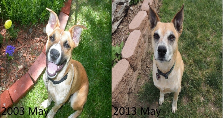 Illustration de l'article : Les chiens aussi ont droit à leurs photos avant/après. Regardez comme ils ont grandi (26 photos)