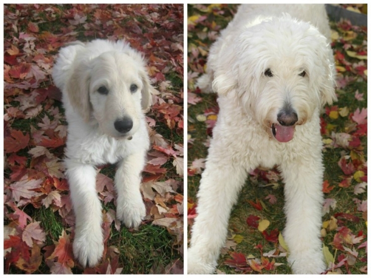 Illustration de l'article : Les chiens aussi ont droit à leurs photos avant/après. Regardez comme ils ont grandi (26 photos)