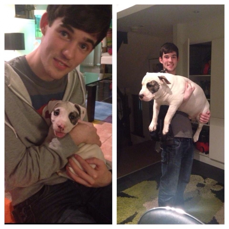 Illustration de l'article : Les chiens aussi ont droit à leurs photos avant/après. Regardez comme ils ont grandi (26 photos)