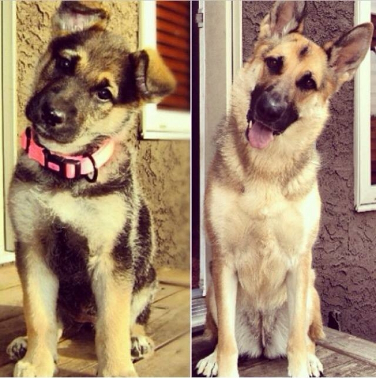 Illustration de l'article : Les chiens aussi ont droit à leurs photos avant/après. Regardez comme ils ont grandi (26 photos)