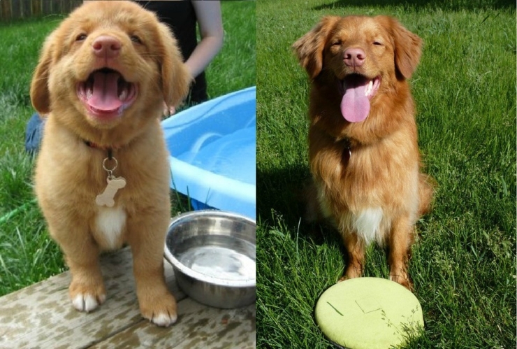 Illustration de l'article : Les chiens aussi ont droit à leurs photos avant/après. Regardez comme ils ont grandi (26 photos)